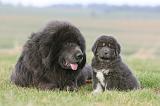 DOGUE DU TIBET 745